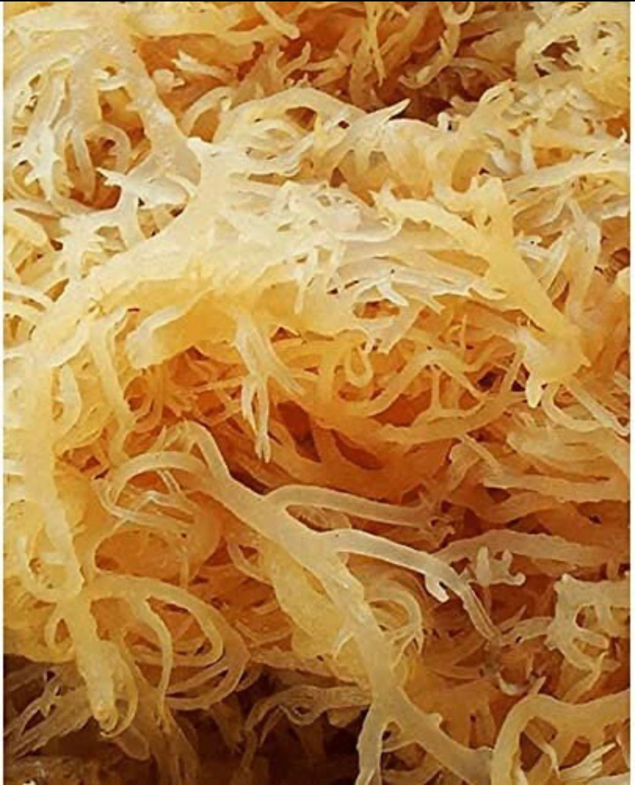 100% Organic Irish Sea Moss • Superfood Sun-Dried